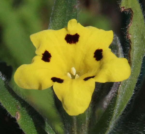 Arnebia pulchra, Foto vom 16.4. (© Spender 55)