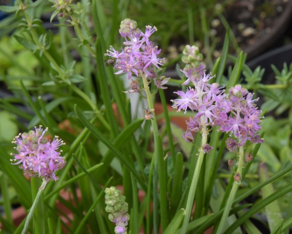 Barnardia japonica, Foto vom 4.8. (© Spender 253)