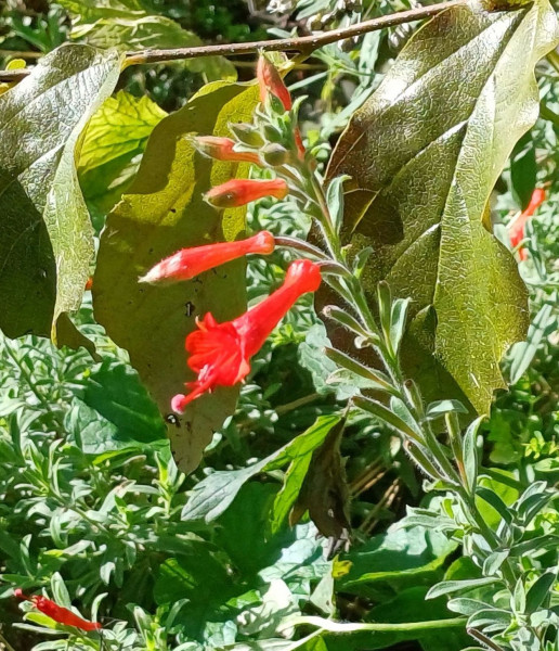 Epilobium canum, Foto vom 6.9. (© Spender 55)