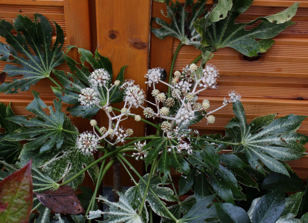Fatsia japonica 'Spider's Web', Foto vom 20.10. (© Spender 55)
