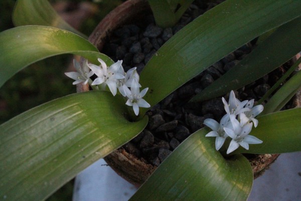 Lachenalia ensifolia ssp. maughanii alba, Foto vom 1.11. (© Spender 55)