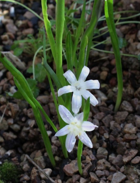 Lachenalia longituba, Foto vom 20.10. (© Spender 55)