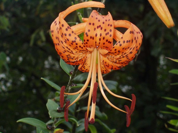 Lilium lancifolium © Spender 253)