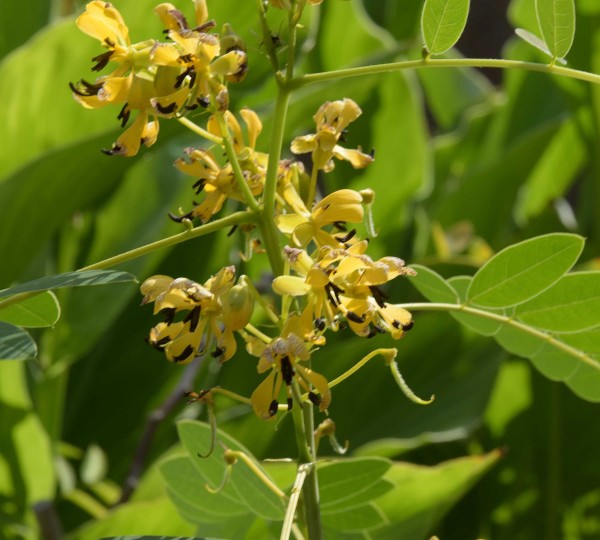 Senna hebecarpa, Foto vom 21.8. (© Spender 253)