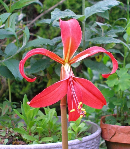 Sprekelia formosissima, Foto vom 5.6. (© Spender 253)