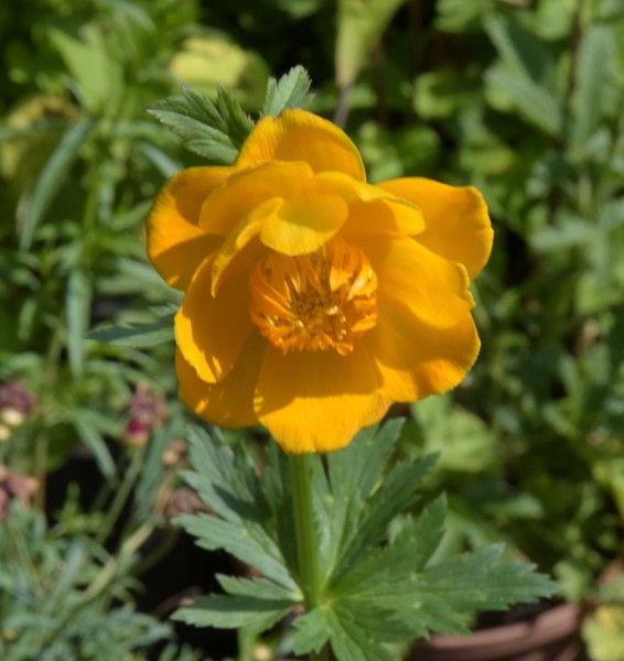 Trollius chinensis, Foto vom 14.6. (© Spender 253)