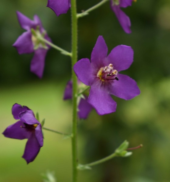 Verbascum wiedemannianum, Foto vom 28.6. (© Spender 253)