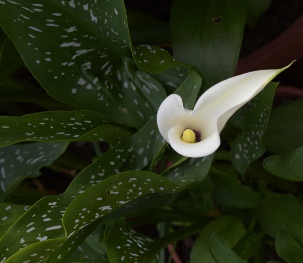 Zantedeschia albomaculata, Foto vom 26.7. (© Spender 253)