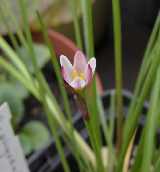 Zephyranthes minima, Foto vom 22.9. (© Spender 253)
