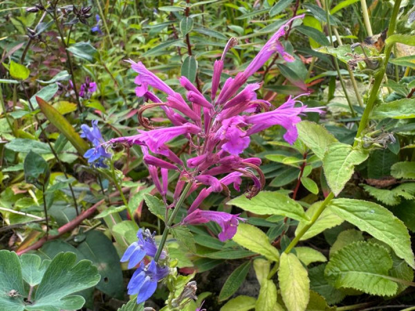 Agastache cana, Foto vom 31. 8. (© Spender 419)