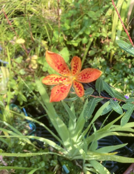 Iris domestica, Foto vom 8. August (© Spender 393)