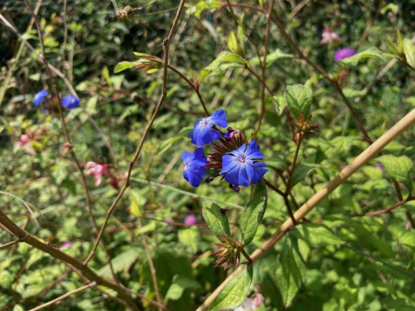 Ceratostigma willmottianum, Foto vom 22. 8. (© Spender 432)