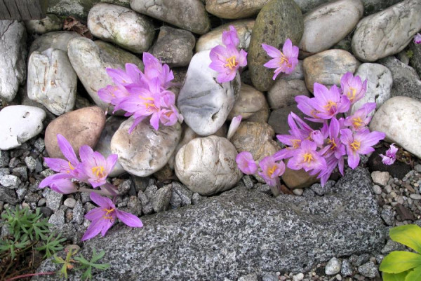 Colchicum davisii, Foto vom 1.9. (© Spender 474)