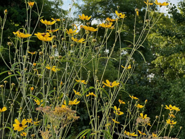 Coreopsis tripteris, Foto vom 7.8. (© Spender 432)