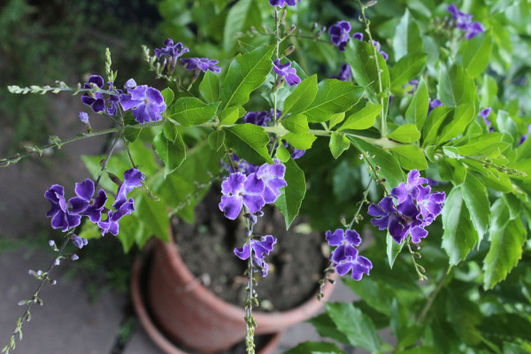 Duranta erecta, Foto vom 19.9. (© Spender 55)