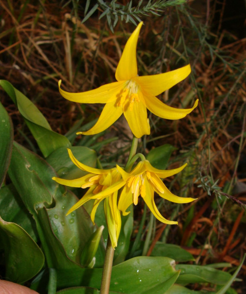 Erythronium tuolumnense, Foto vom 25.3. (© Spender 55)