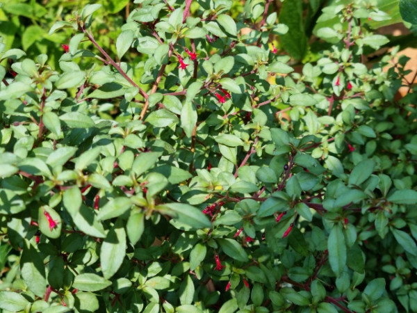 Fuchsia encliandra ssp. encliandra, Foto vom 15.8. (© Spender 95)