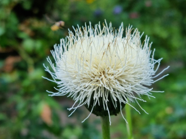 Klasea bulgarica, Foto vom 3. 8. (© Spender 95)
