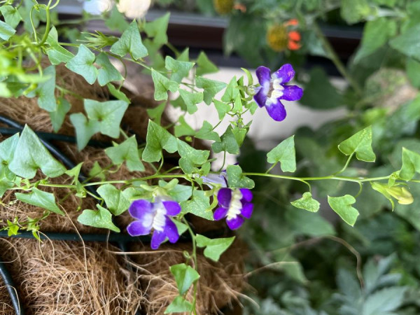 Maurandella antirrhiniflora; Foto vom 11.8. (© Spender 107)