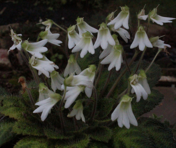 Petrocosmea rosettifolia, Foto vom 3.12. (© Spender 55)
