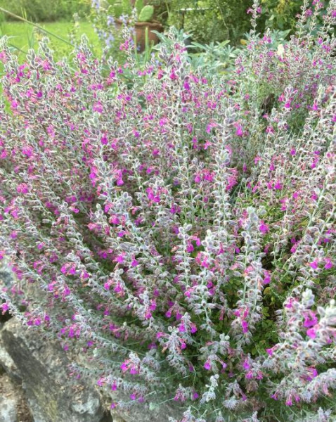 Teucrium marum, Foto vom 8.8. (© Spender 393)