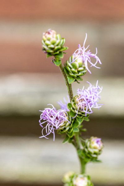 Liatris aspera, Bild vom 31.8. (© Spender 181)