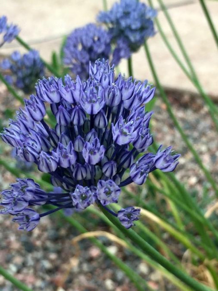 Allium caesium, Foto vom 17. 6. (© Spender 49) 
