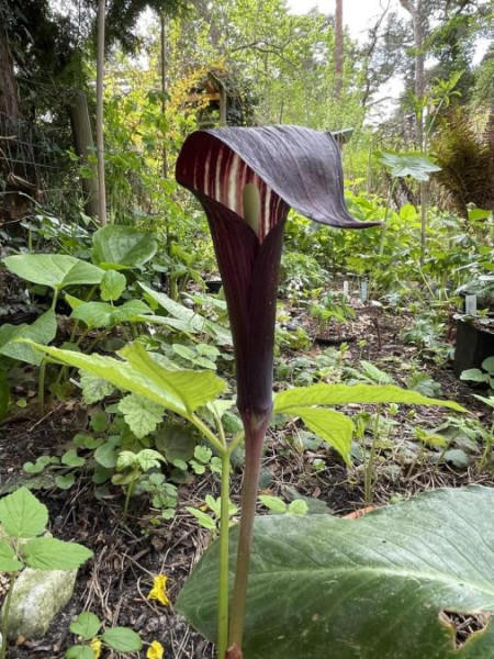 Arisaema bockii, Foto vom 15. 4. (© Spender 49) 