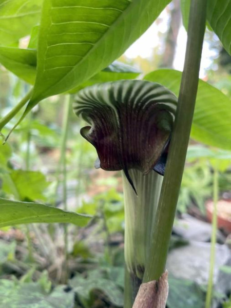 Arisaema ringens, Foto vom 30.4. (© Spender 49)