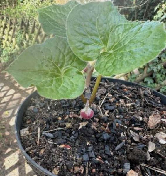 Asarum caulescens, Foto vom 9.4. (© Spender 49)