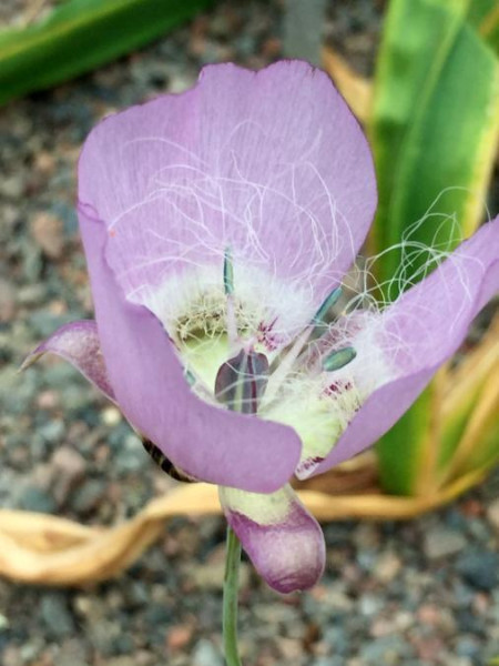 Calochortus longibarbatus, Foto vom 17.6. (© Spender 49)