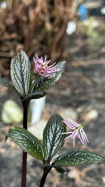 Chloranthus quadrifolius 'Akabana', Foto vom 15.4. (© Spender 49)