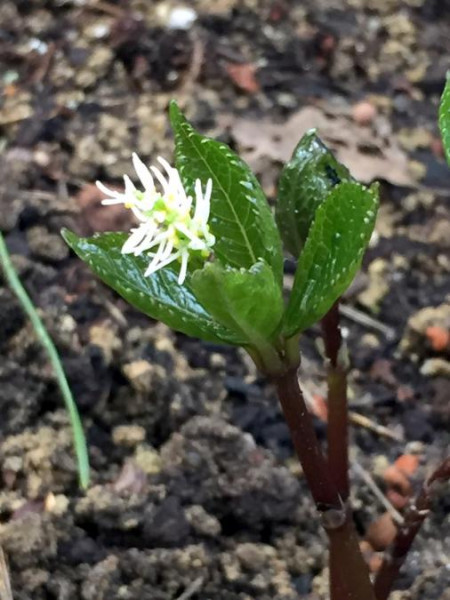 Chloranthus serratus, Foto vom 10.4. (© Spender 49)