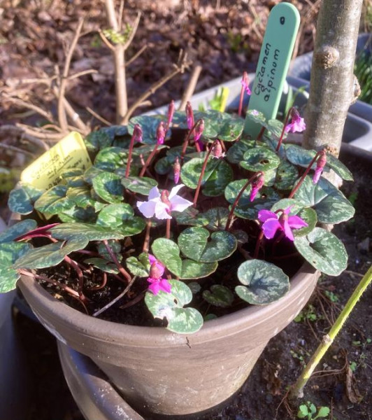 Cyclamen alpinum, Bild vom 20.1. (© Spender 393)