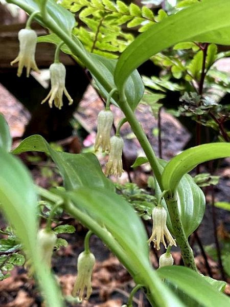 Disporopsis pernyi, Foto vom 18.6. (© Spender 49)