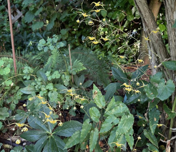 Epimedium latisepalum, Foto vom 28.6. (© Spender 419)
