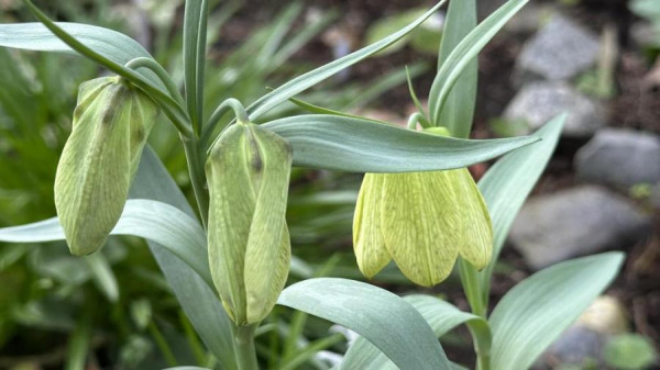 Fritillaria raddeana, Foto vom 20.4. (© Spender 49)