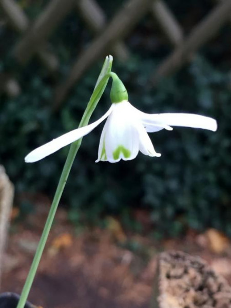 Galanthus peshmenii, Foto vom 20.10. (© Spender 49)