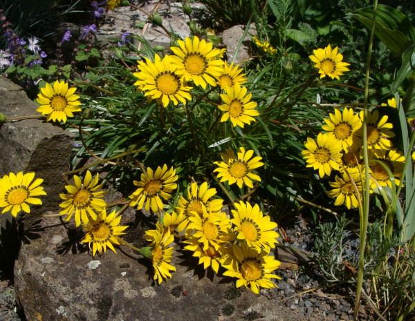 Gazania linearis, Foto vom 13.6. (© Spender 55)