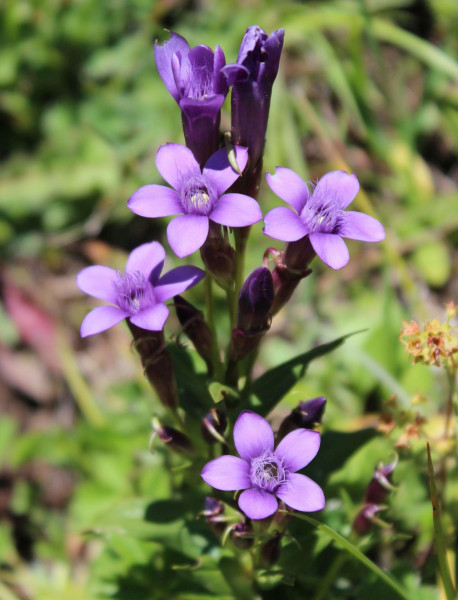 Gentianella caucasae, Foto vom 5.8. (© Spender 55)