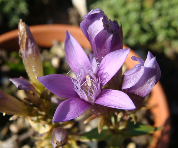 Gentianella germanica, Foto vom 3.10. (© Spender 55)