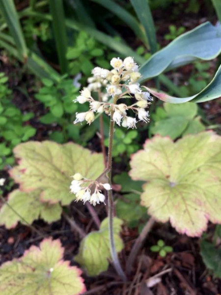 Heuchera micrantha 'Electra', Foto vom 11.6. (© Spender 49)