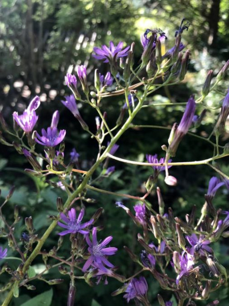 Cicerbita bourgaei, Foto vom 10.7. (© Spender 49)