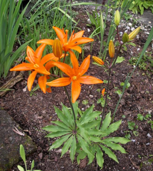 Lilium tsingtauense, Foto vom 15.6. (© Spender 474)