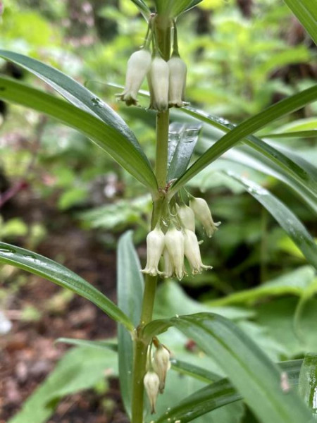 Polygonatum verticillatum, Foto vom 13.6. (© Spender 49)