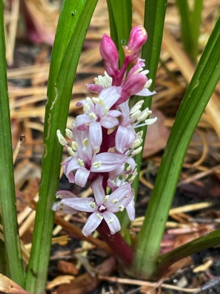 Reineckea carnea, Foto vom 8.10. (© Spender 49)