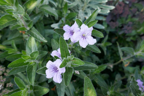 Ruellia caroliniensis, Foto vom 10.8. (© Spender 464)