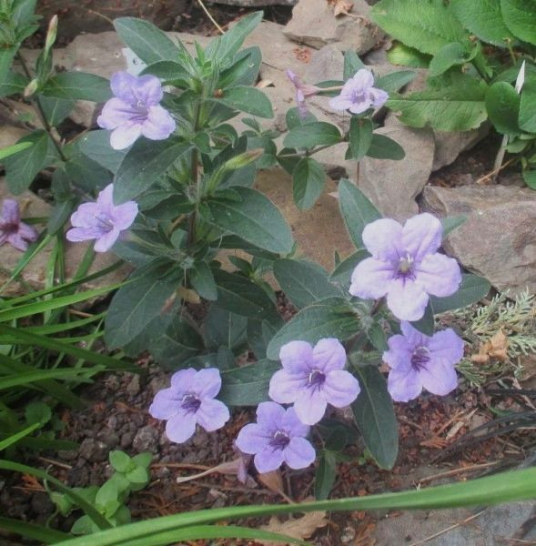 Ruellia humilis, Foto vom 14. August (© Spender 240)