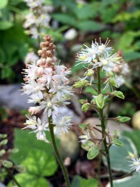 Tiarella wherryi, Bild vom 11. Juni (© Spender 49)