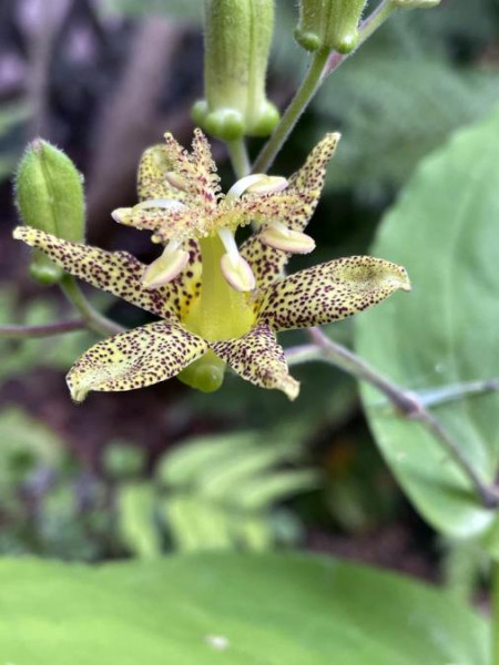 Tricyrtis maculata, Foto vom 25.6. (© Spender 49)